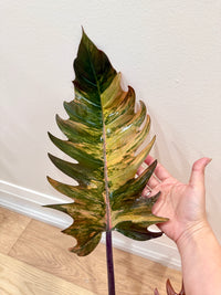 Philodendron Caramel Marble