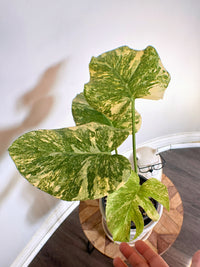 Monstera Legacy