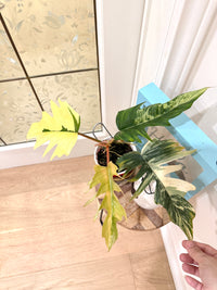 Philodendron Flobe x Tortum