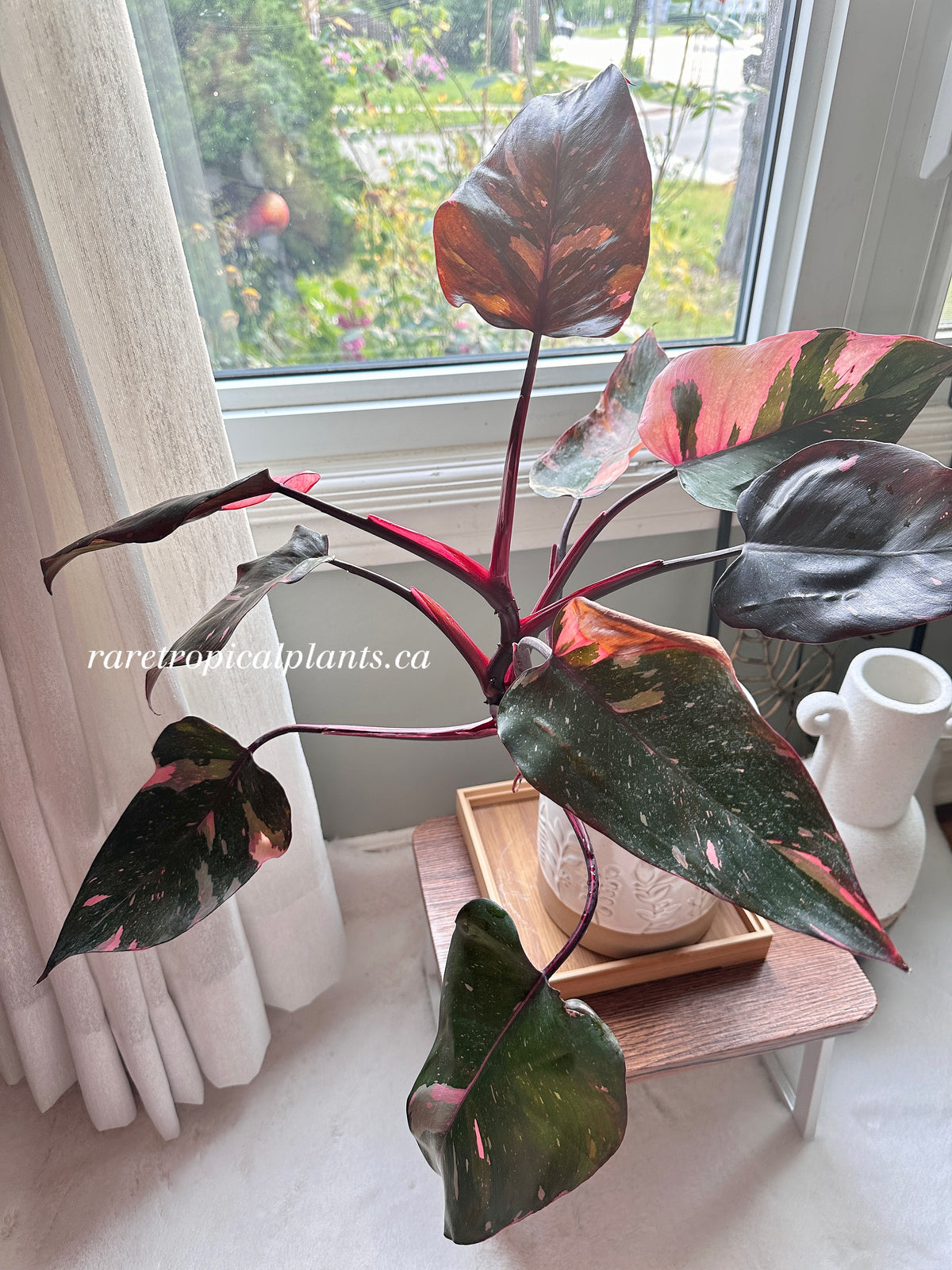 Philodendron Pink Princess Marble King