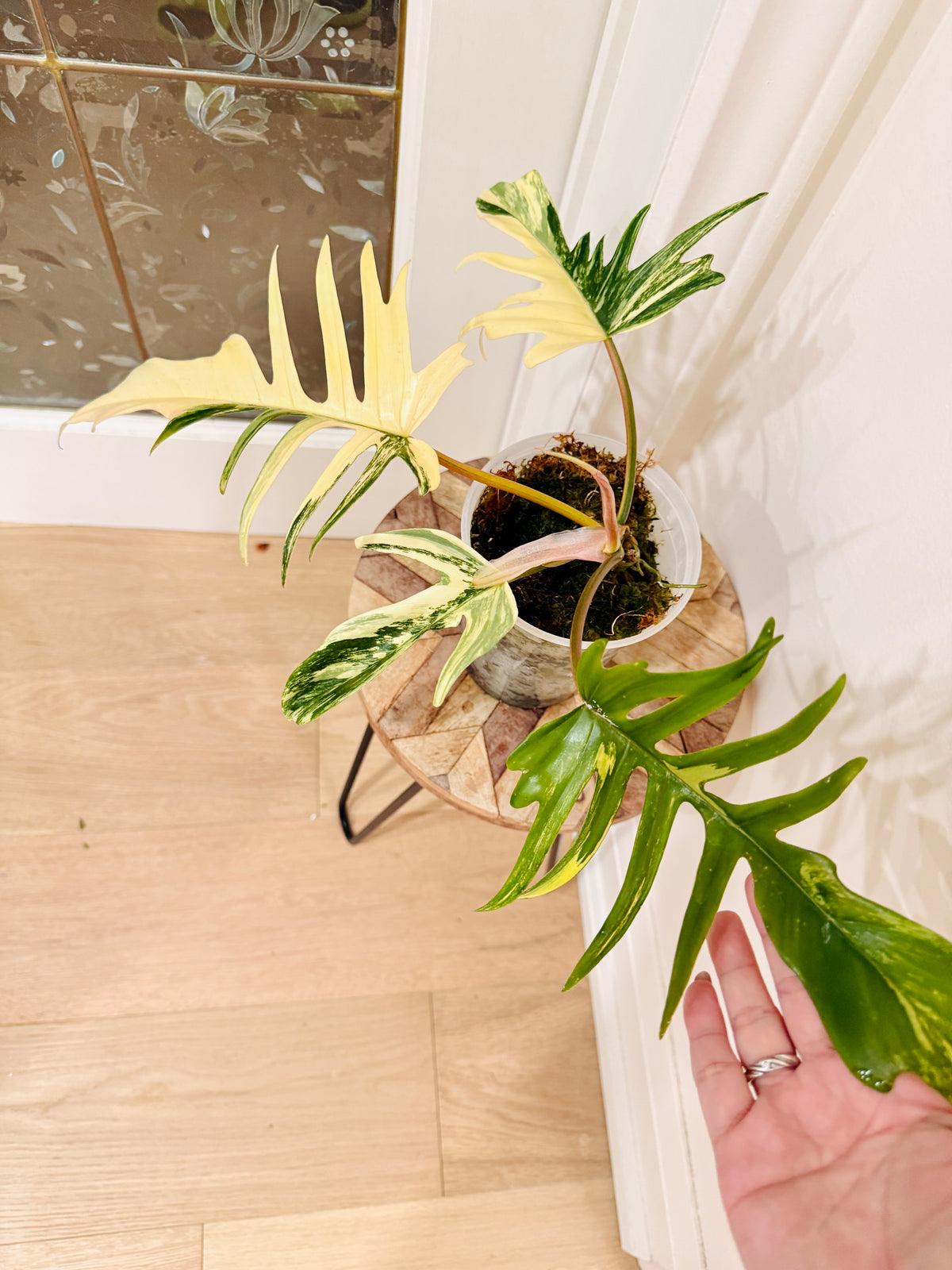 Philodendron Florida x Tortum