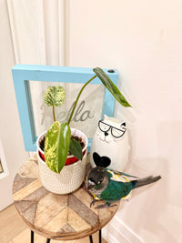 Philodendron Ilsemanii