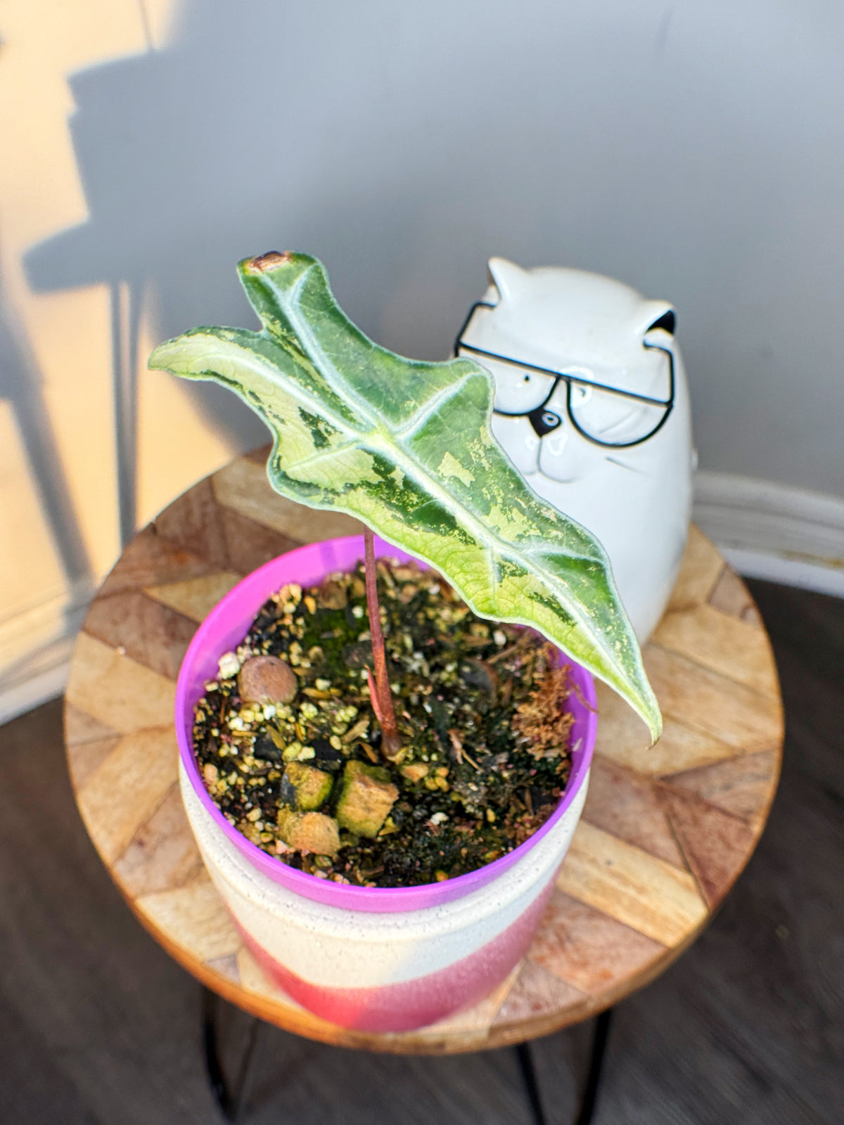 Alocasia Nobilis Variegated
