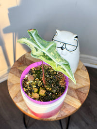 Alocasia Nobilis Variegated
