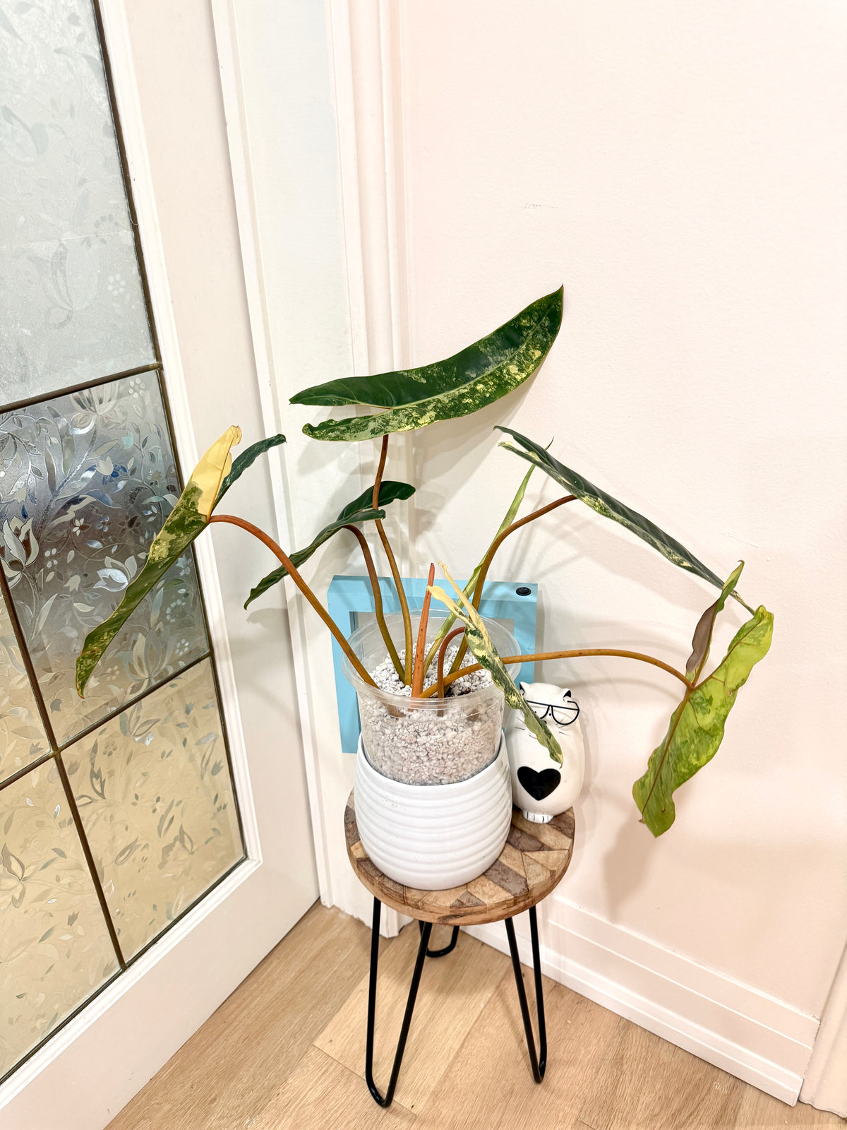 Philodendron Billietiae Variegated