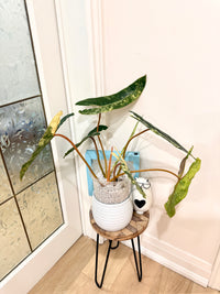 Philodendron Billietiae Variegated