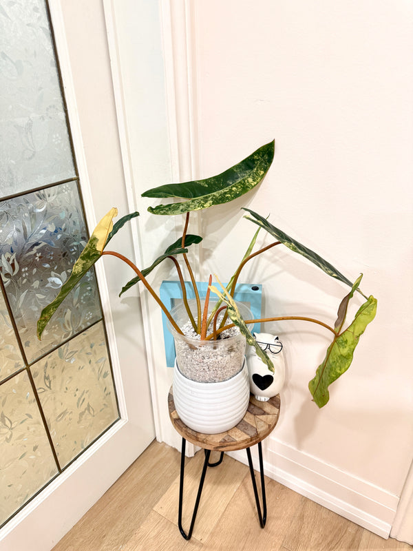 Philodendron Billietiae Variegated