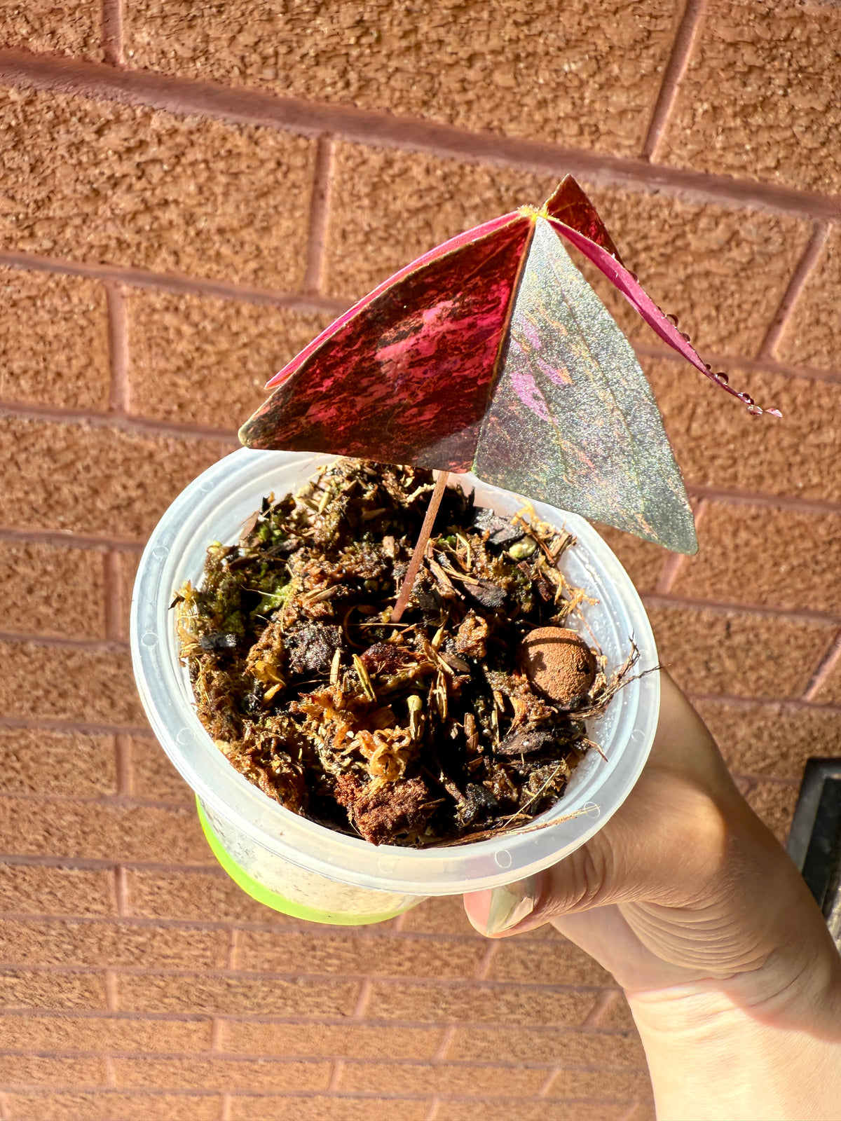 Oxalis Triangularis Variegated