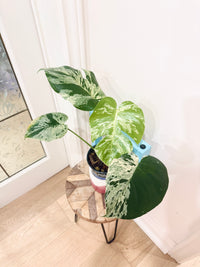 Monstera Bulbasaur