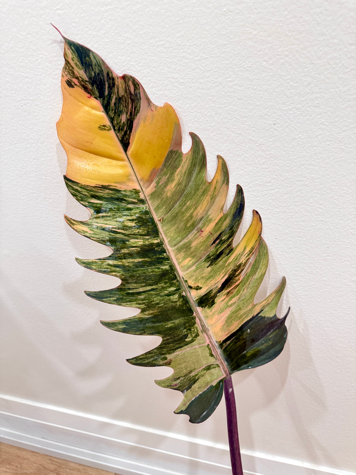 Philodendron Caramel Marble