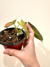 Philodendron Melanocrysum Orange "Bonfire"