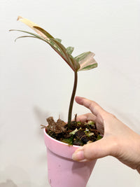 Philodendron Florida x Tortum