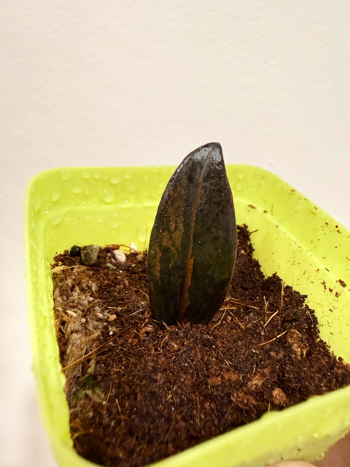 PINK ZZ PLANT