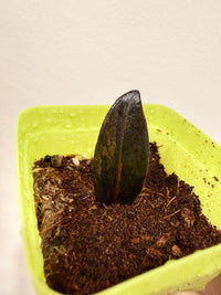 PINK ZZ PLANT