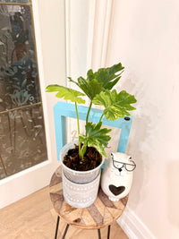 Philodendron Selloum Variegated