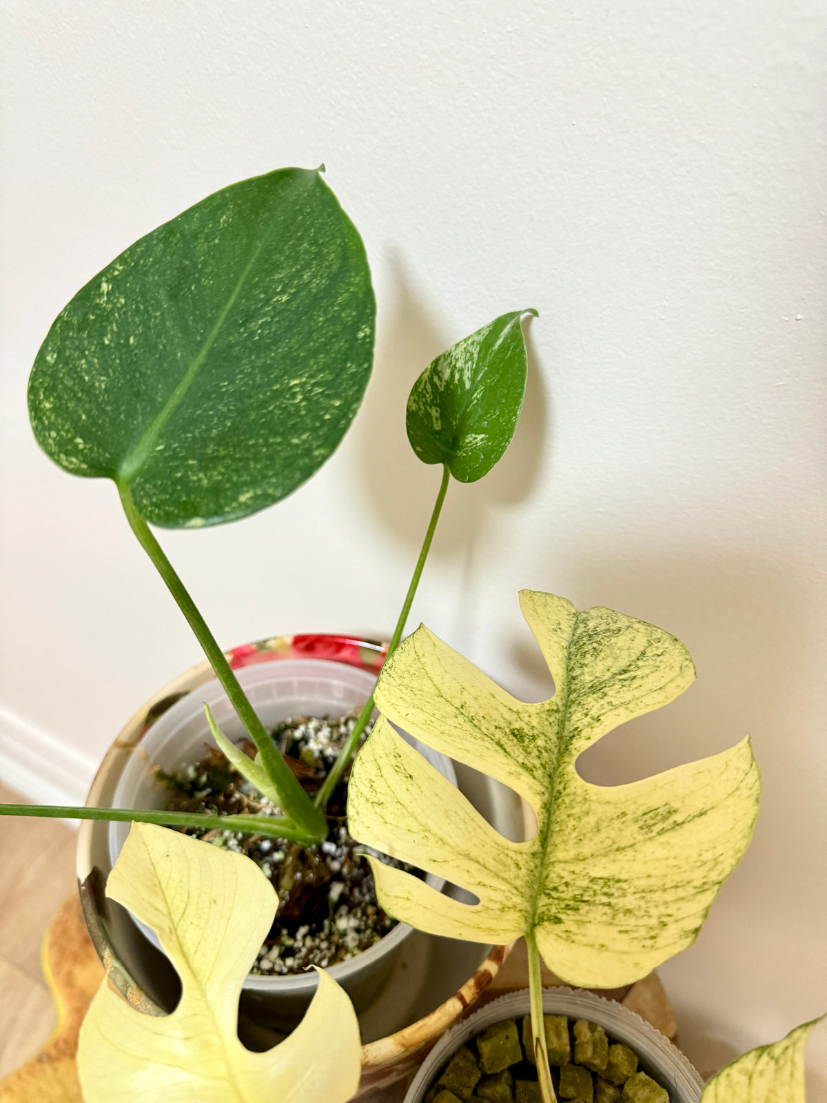 Combo Monstera & Rhaphidophora White Monster