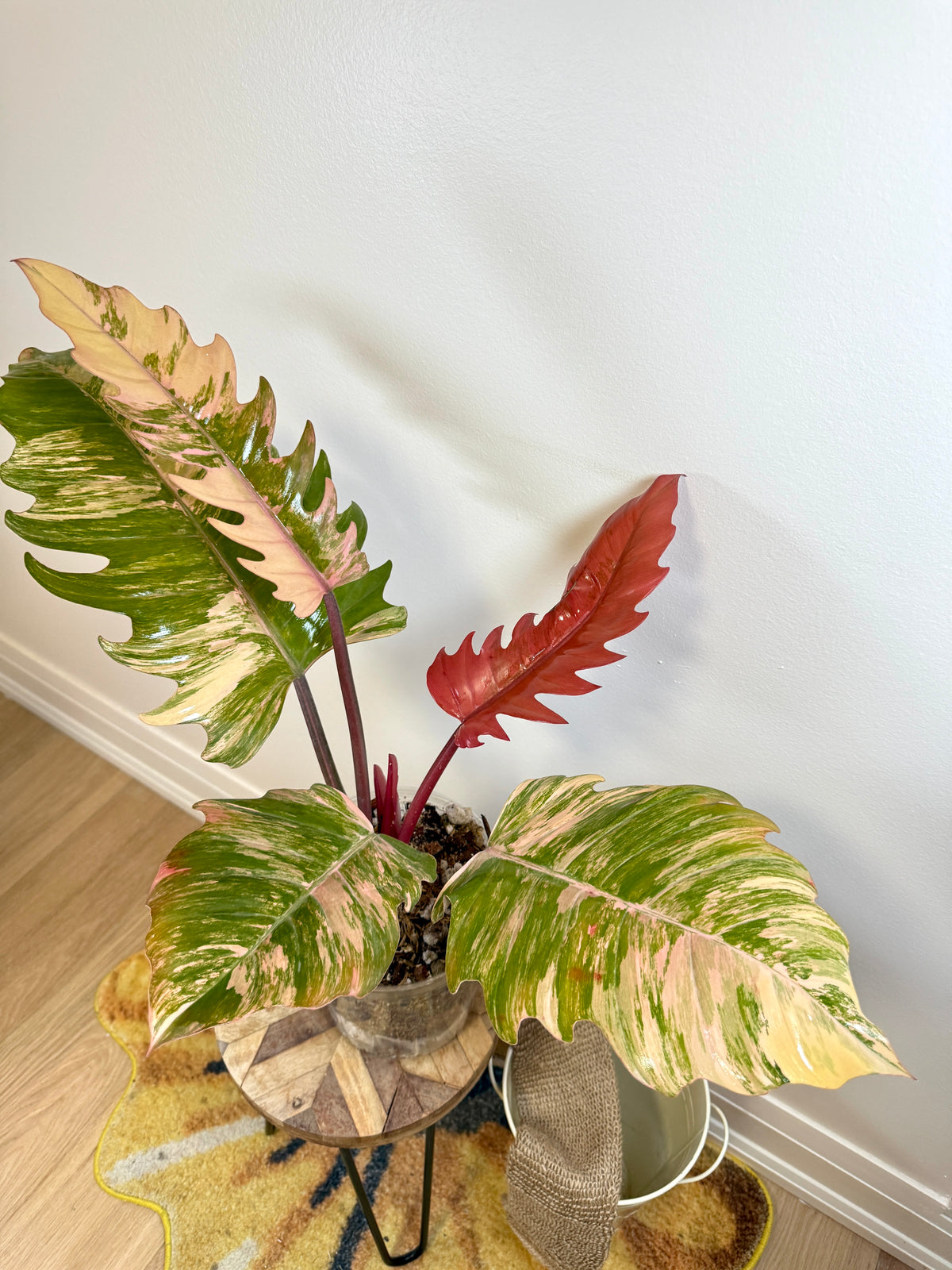 Philodendron Caramel Marble