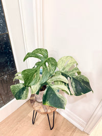 Monstera Jungle Mint