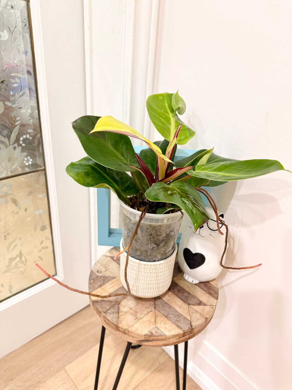 Philodendron Red Moon Variegated