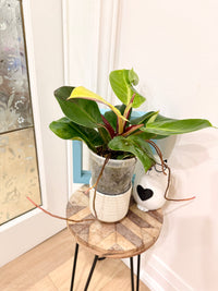 Philodendron Red Moon Variegated