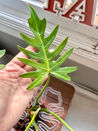 Philodendron Radiatum Variegated