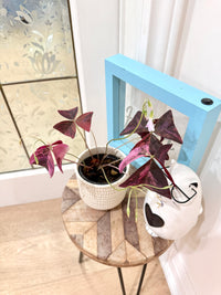 Oxalis Triangularis Variegated
