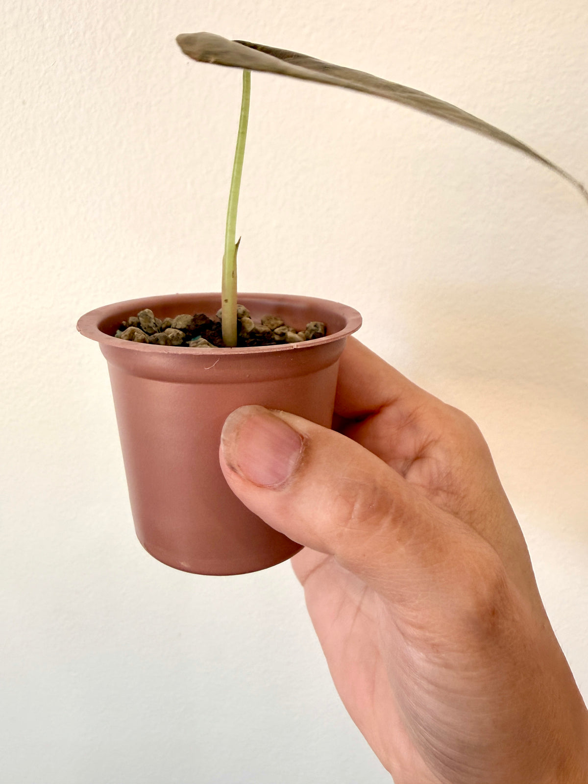 Alocasia Sedenii Aurea