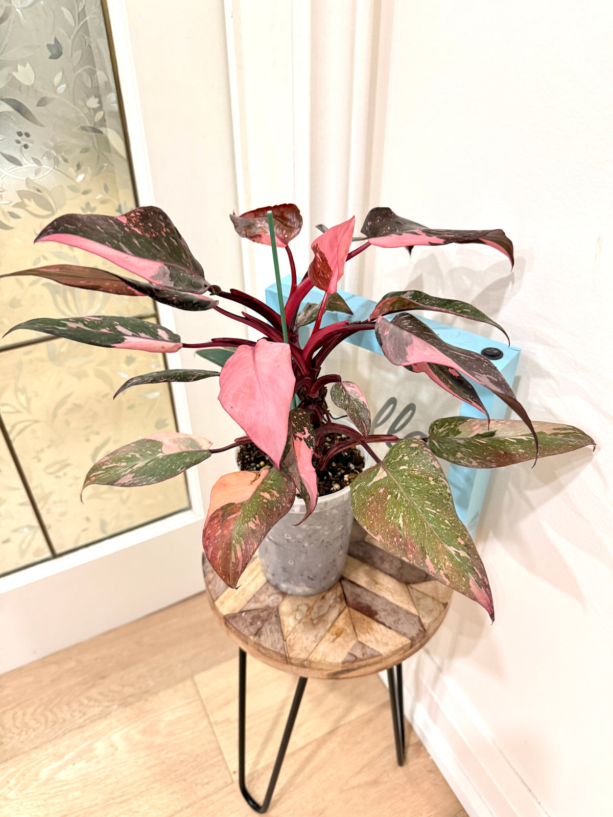 Philodendron Pink Princess Galaxy