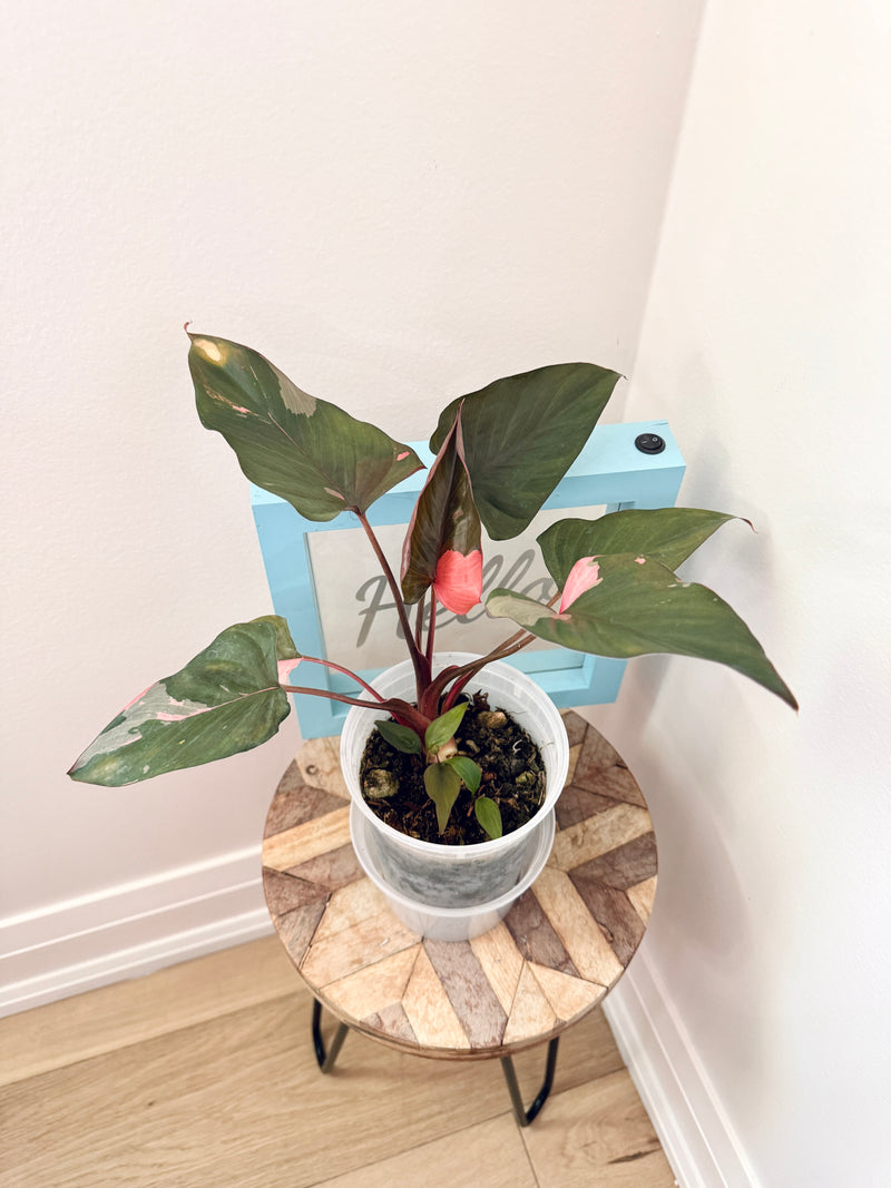 Homalomena Rubescens Pink Diamond Variegated