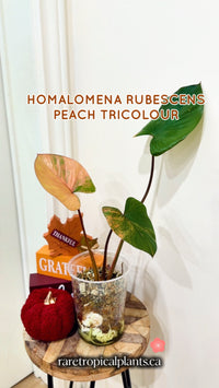 Homalomena Rubescen Peach Pink