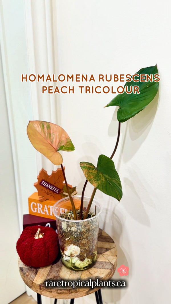 Homalomena Rubescen Peach Pink