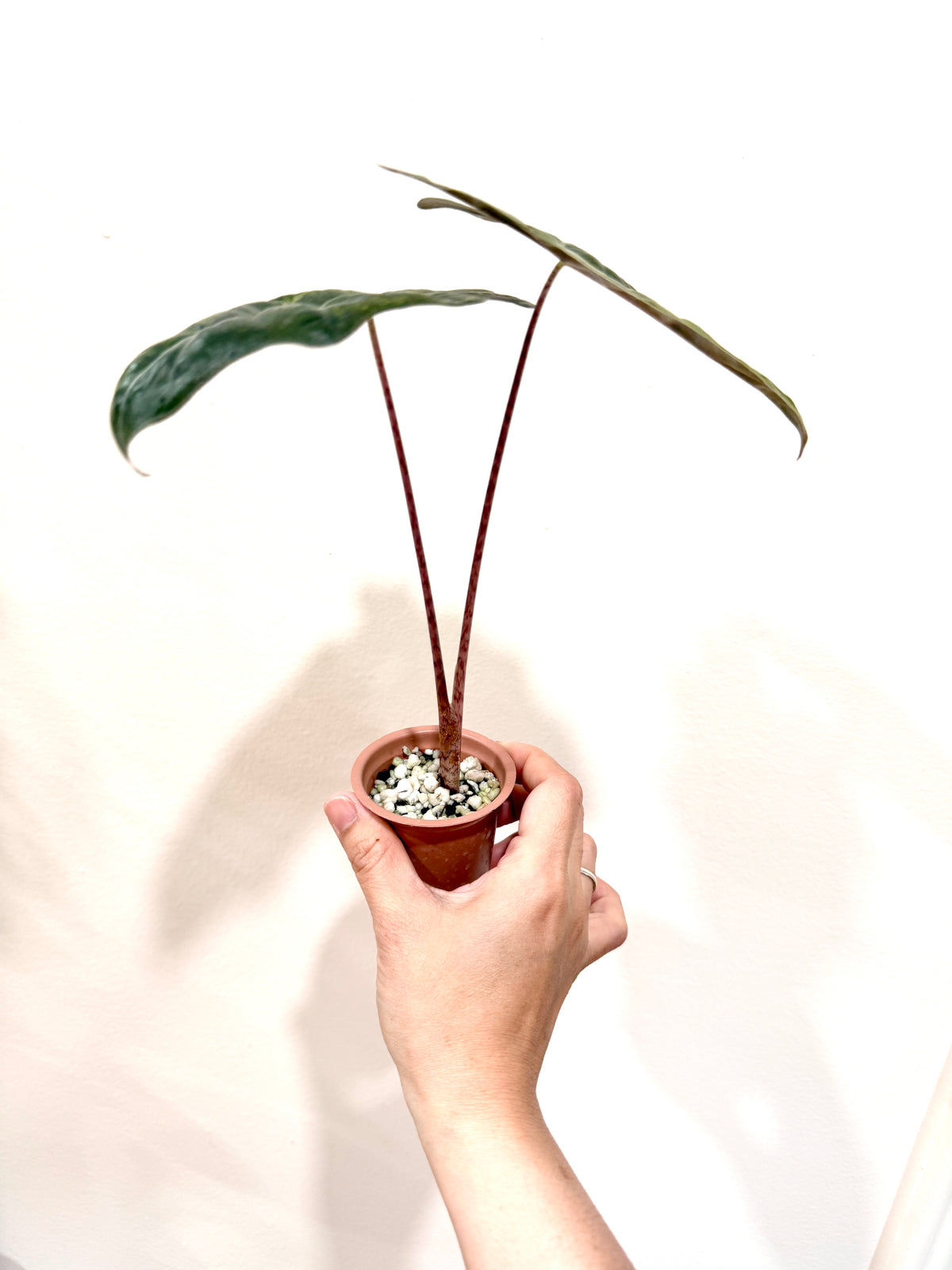 Alocasia Pseudo Aurea