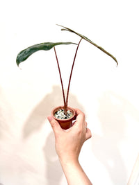 Alocasia Pseudo Aurea