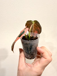Philodendron Melanocrysum Orange "Bonfire"