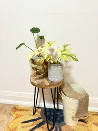 Combo Monstera & Rhaphidophora White Monster