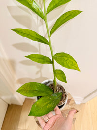 Giant ZZPlant Aurea