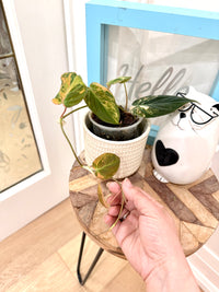 Philodendron Micans Variegated