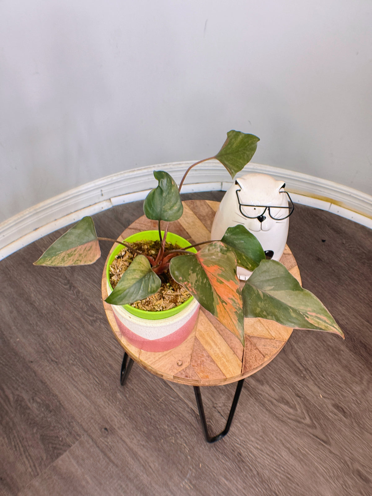 Homalomena Pink Diamond