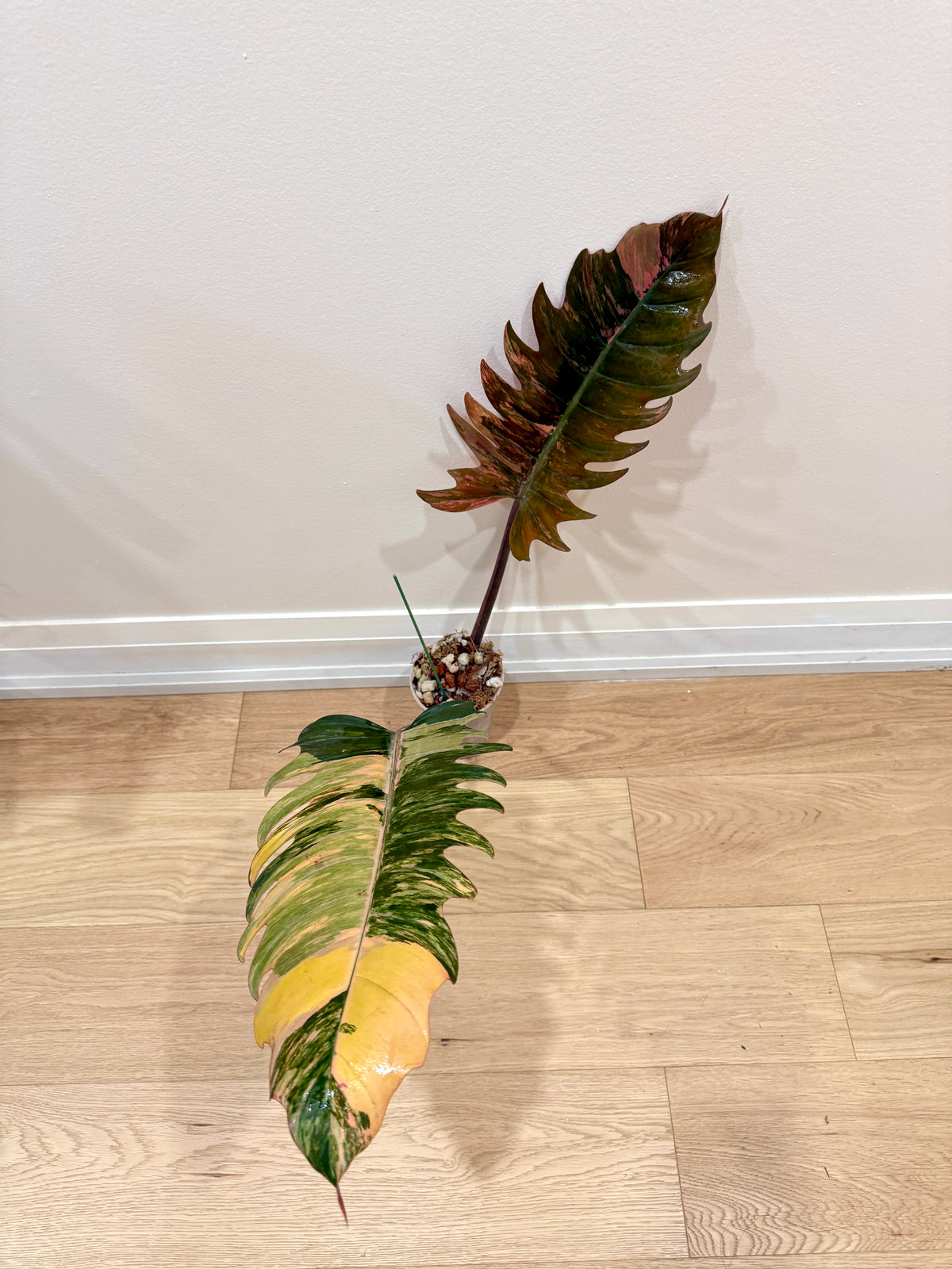Philodendron Caramel Marble