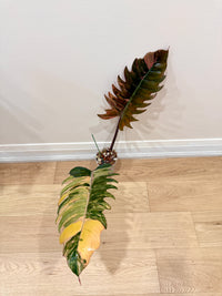 Philodendron Caramel Marble