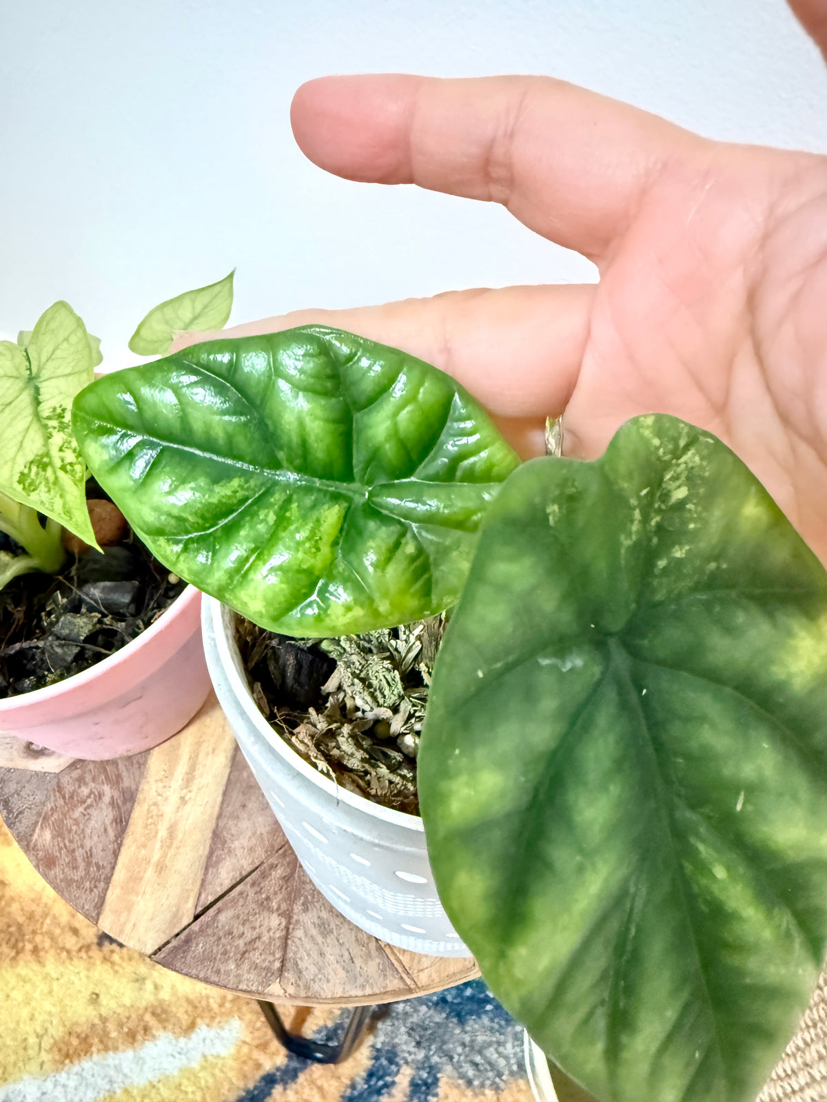 Combo Alocasia Sinuata Variegated & Gageana Mint