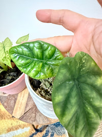 Combo Alocasia Sinuata Variegated & Gageana Mint