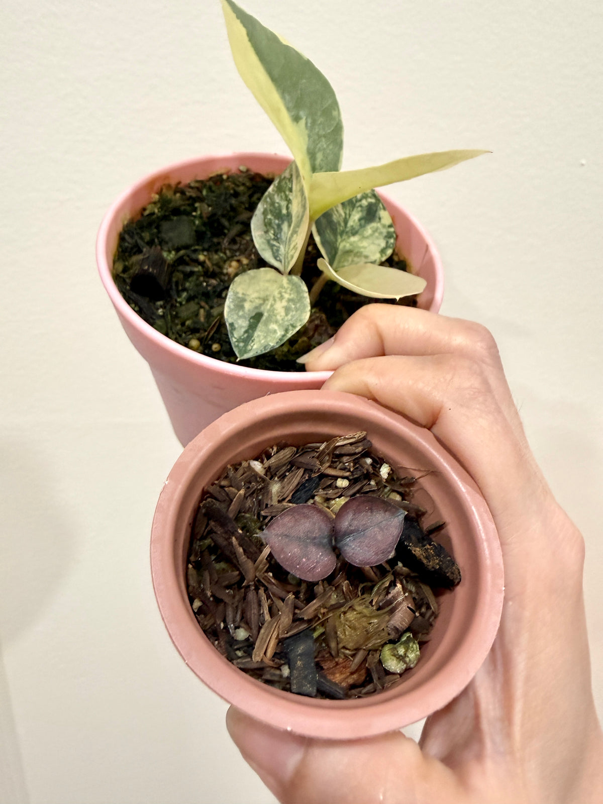 ZZ Plant combo of 3