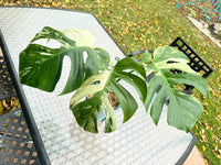 Monstera Mint Large Size XXL