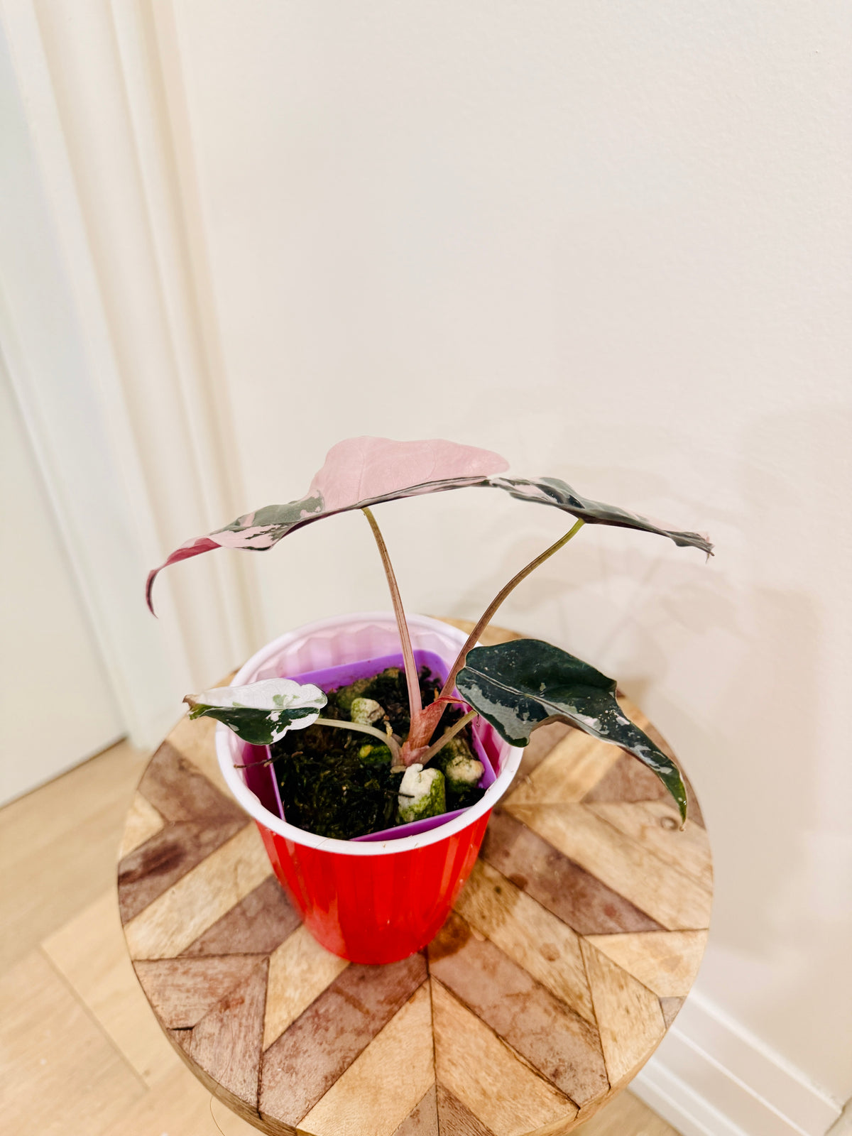 Alocasia Chantrieri Pink