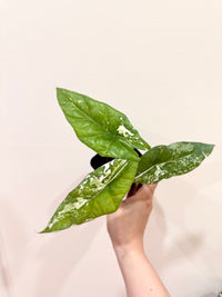 Alocasia Simpo Albo