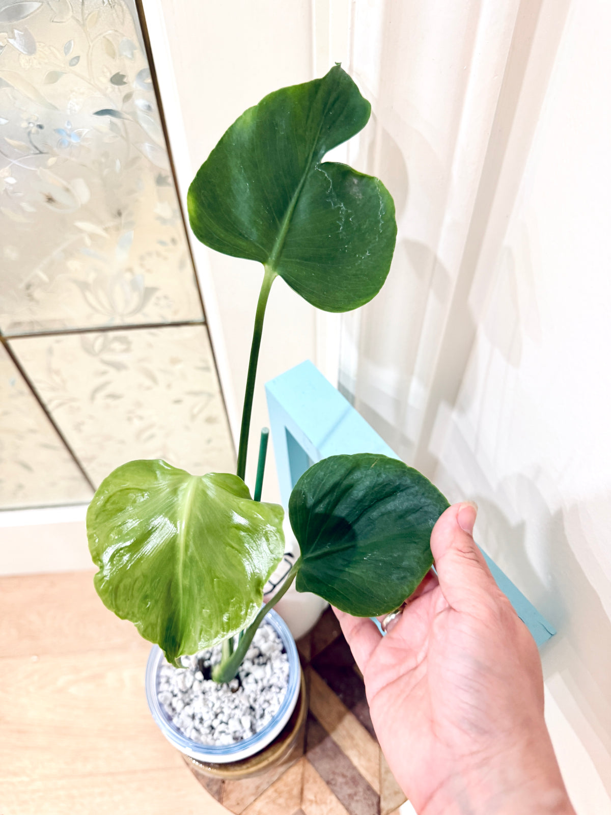 Monstera Tattoo