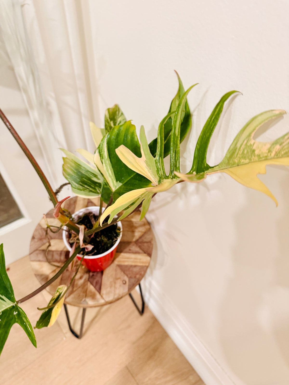 Philodendron Florida x Tortum