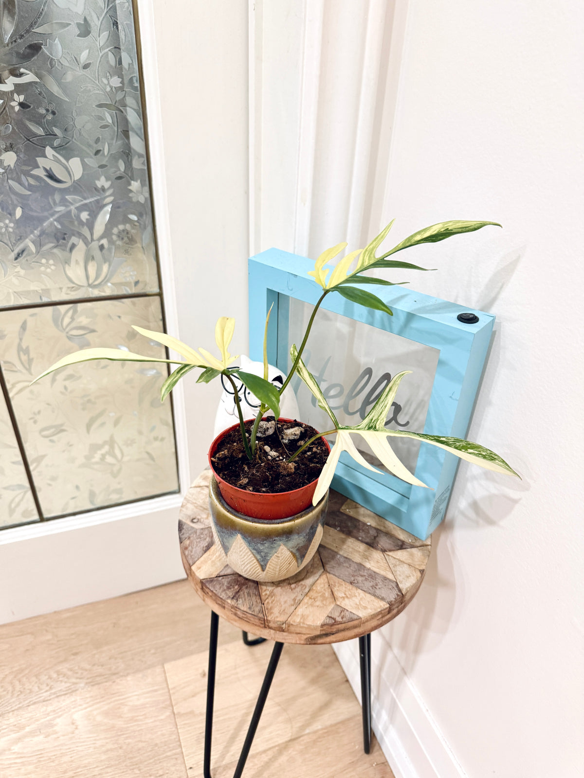 PHILODENDRON FLORIDA BEAUTY × POLYPODIOIDES VARIEGATED