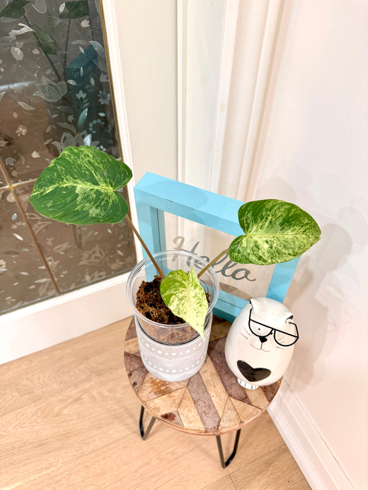 Homalomena Red Stem Variegated